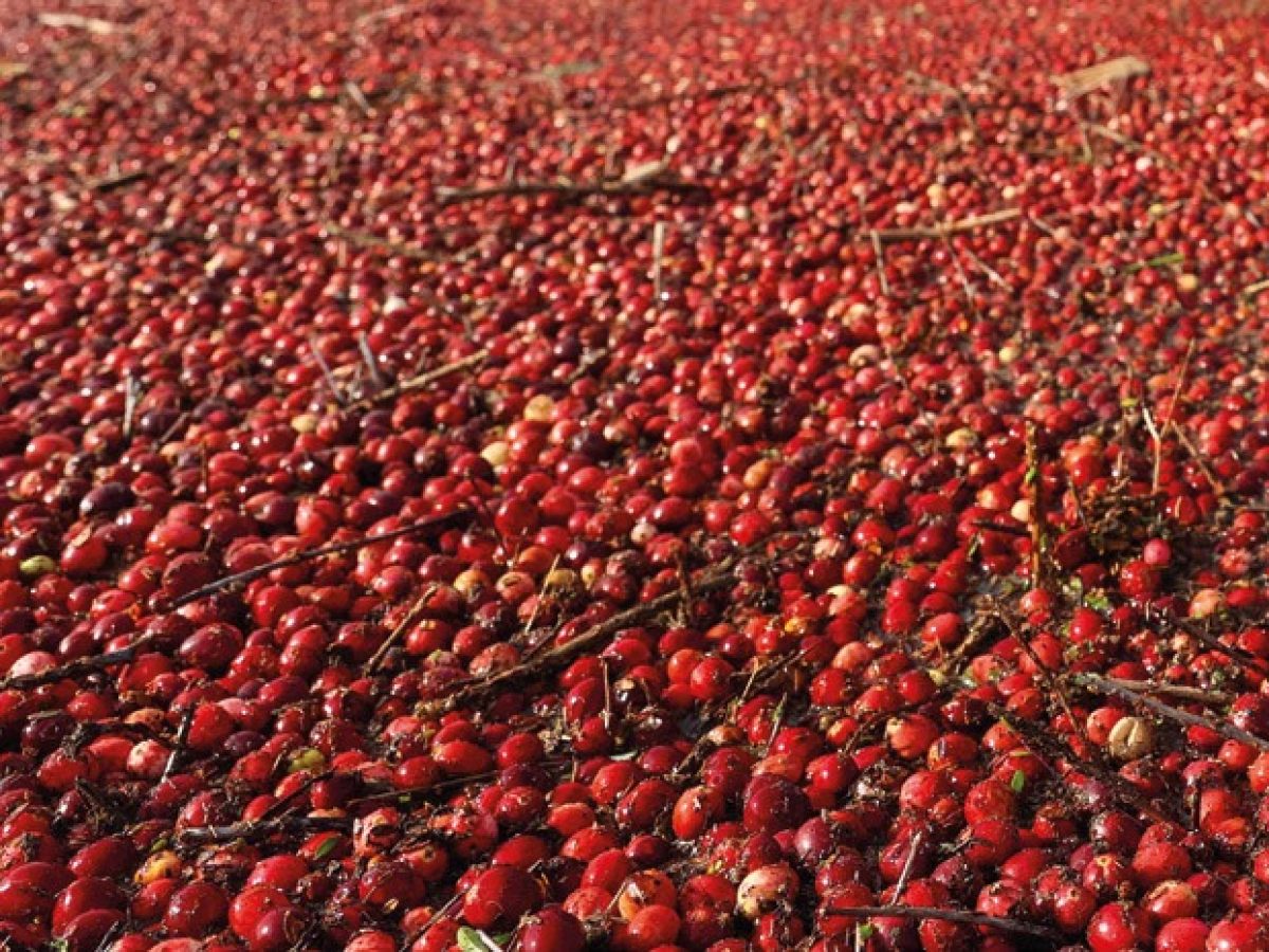 Canberries