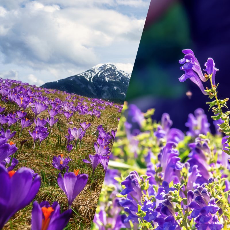 combined Scutellaria and Saffron supplementation on mood regulation