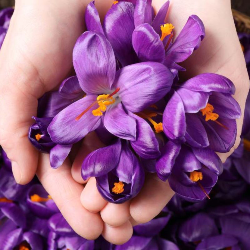 Saffron for fertility